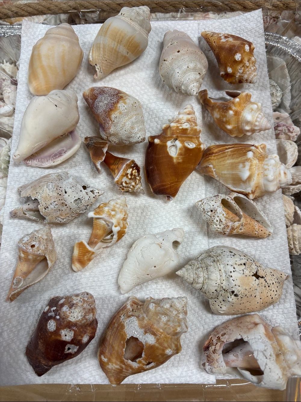 Natural Mixed Sea Shell Decor - White & Brown Florida fighting conchs bundle